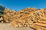 Rohstoffe aus nachhaltig wachsenden heimischen W&auml;ldern